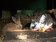Lapins (élevage)