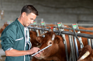 animaux de production